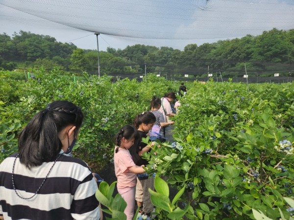 블루베리 농장체험을 하며 블루베리를 직접 수확하는 아이들의 모습.